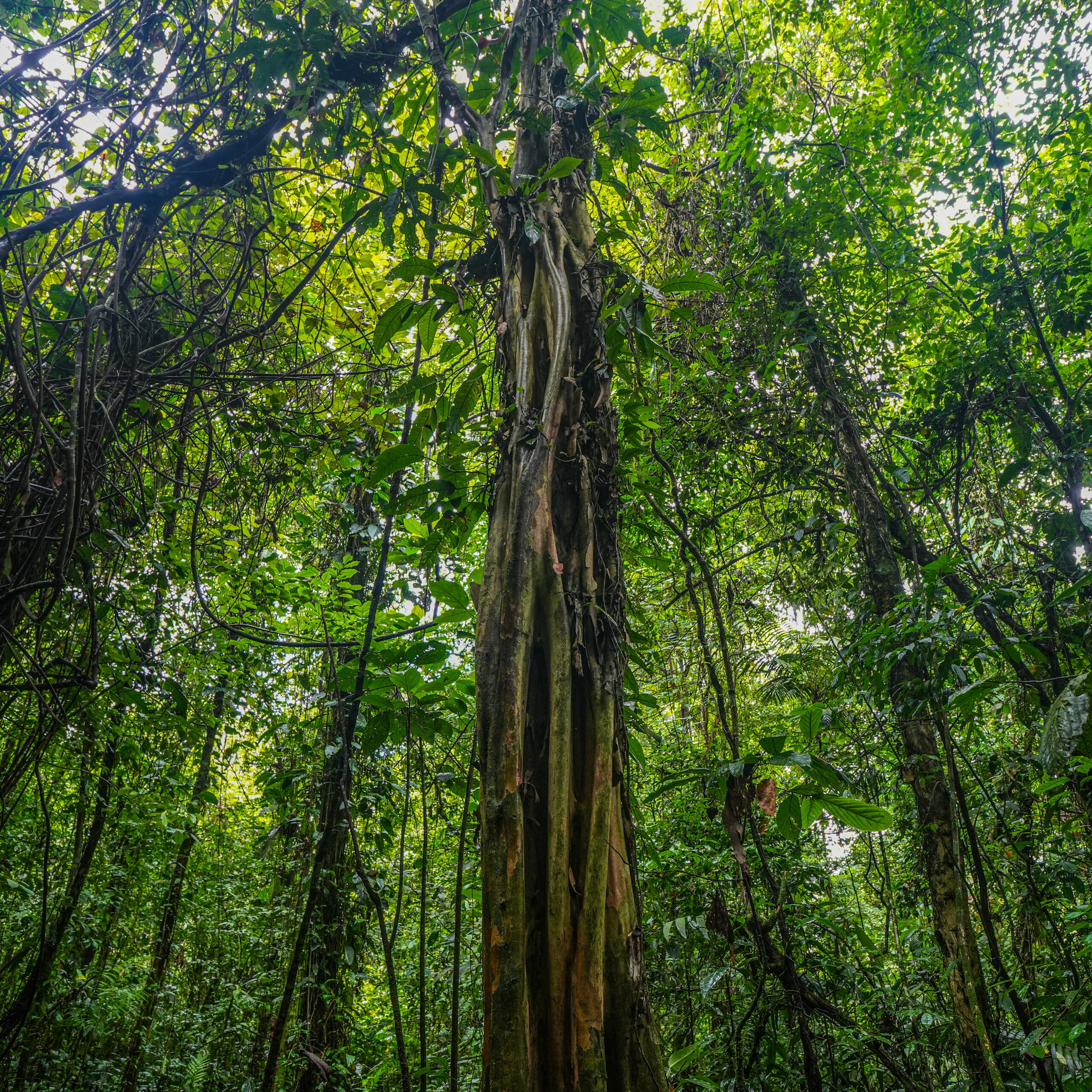 My Square Meter At The Arenal Volcano